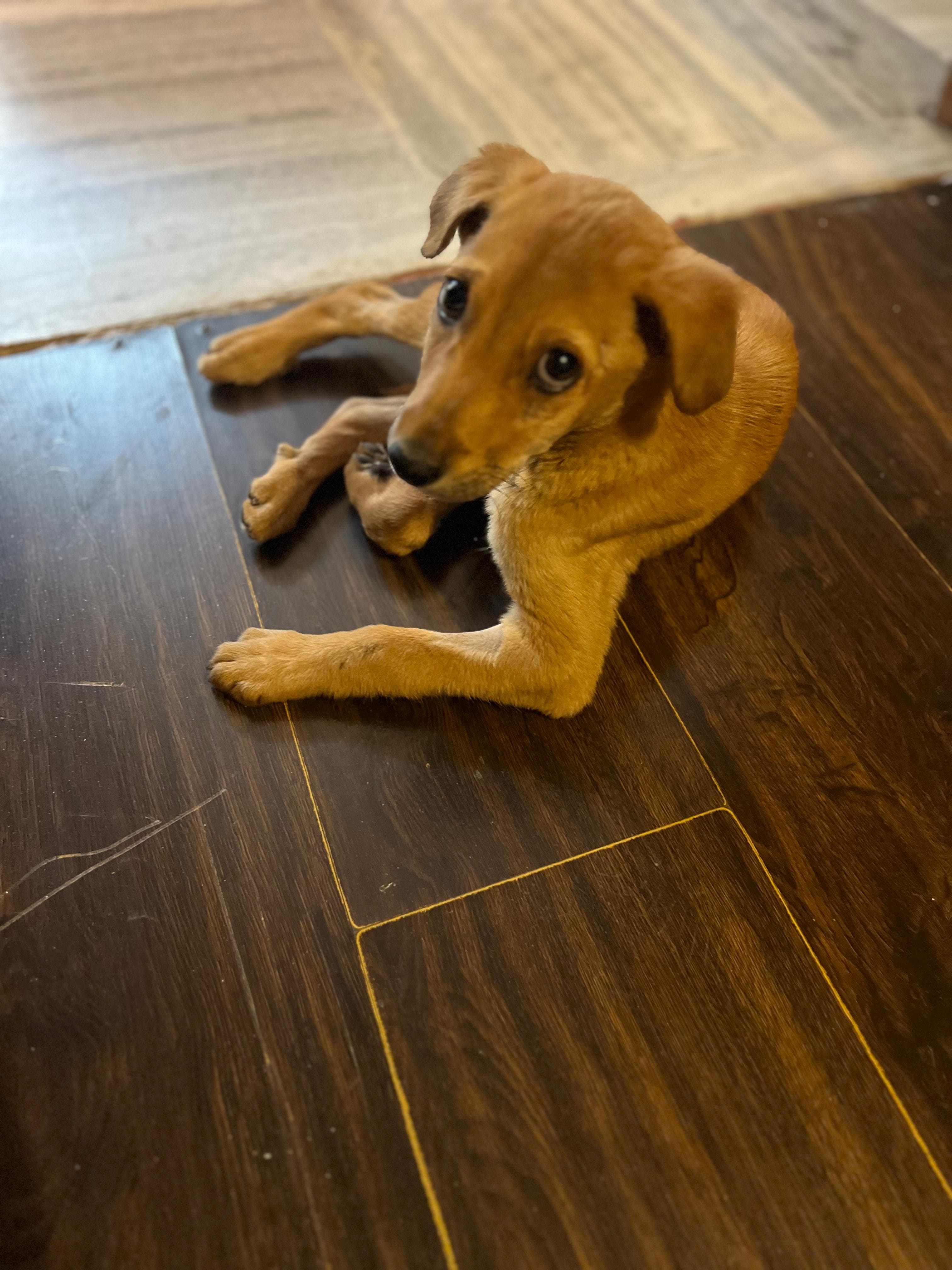 Gucci — puppy rescued with parvo, now healthy and thriving