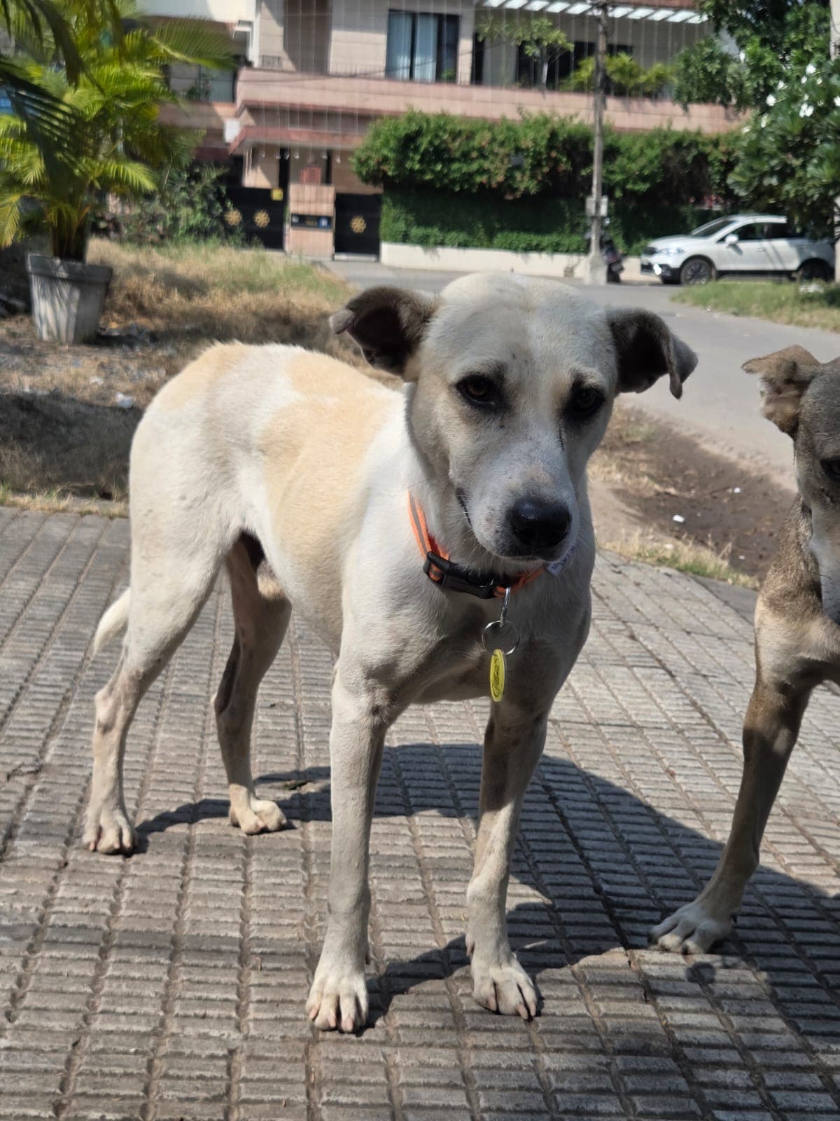 Community dog with collar and tag from The Bhau Project drive