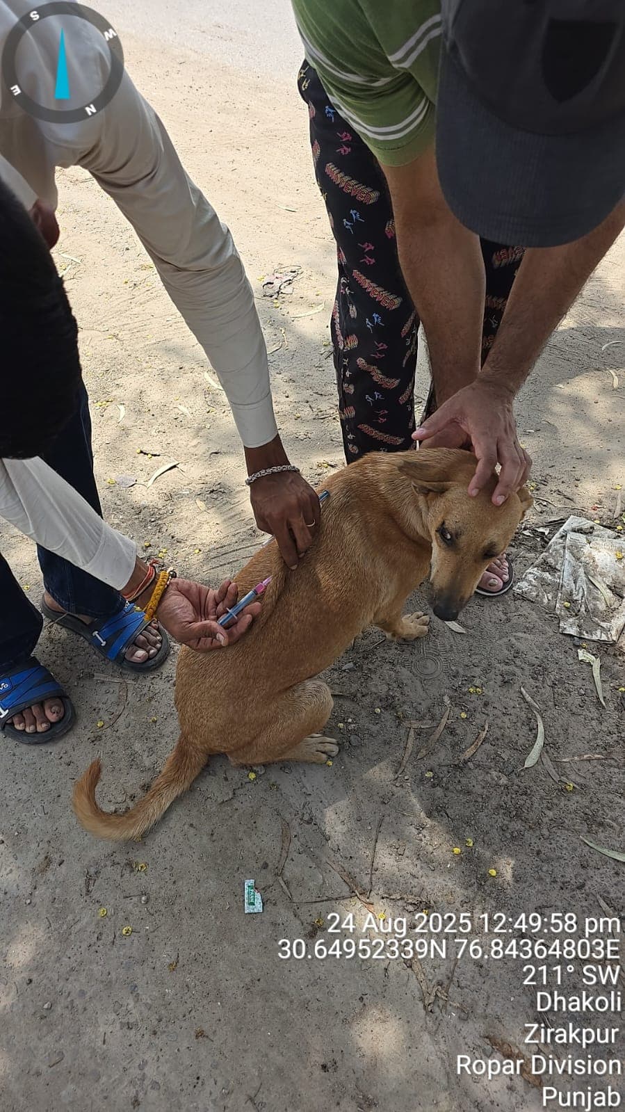 Dog receiving anti-rabies vaccination during The Bhau Project drive