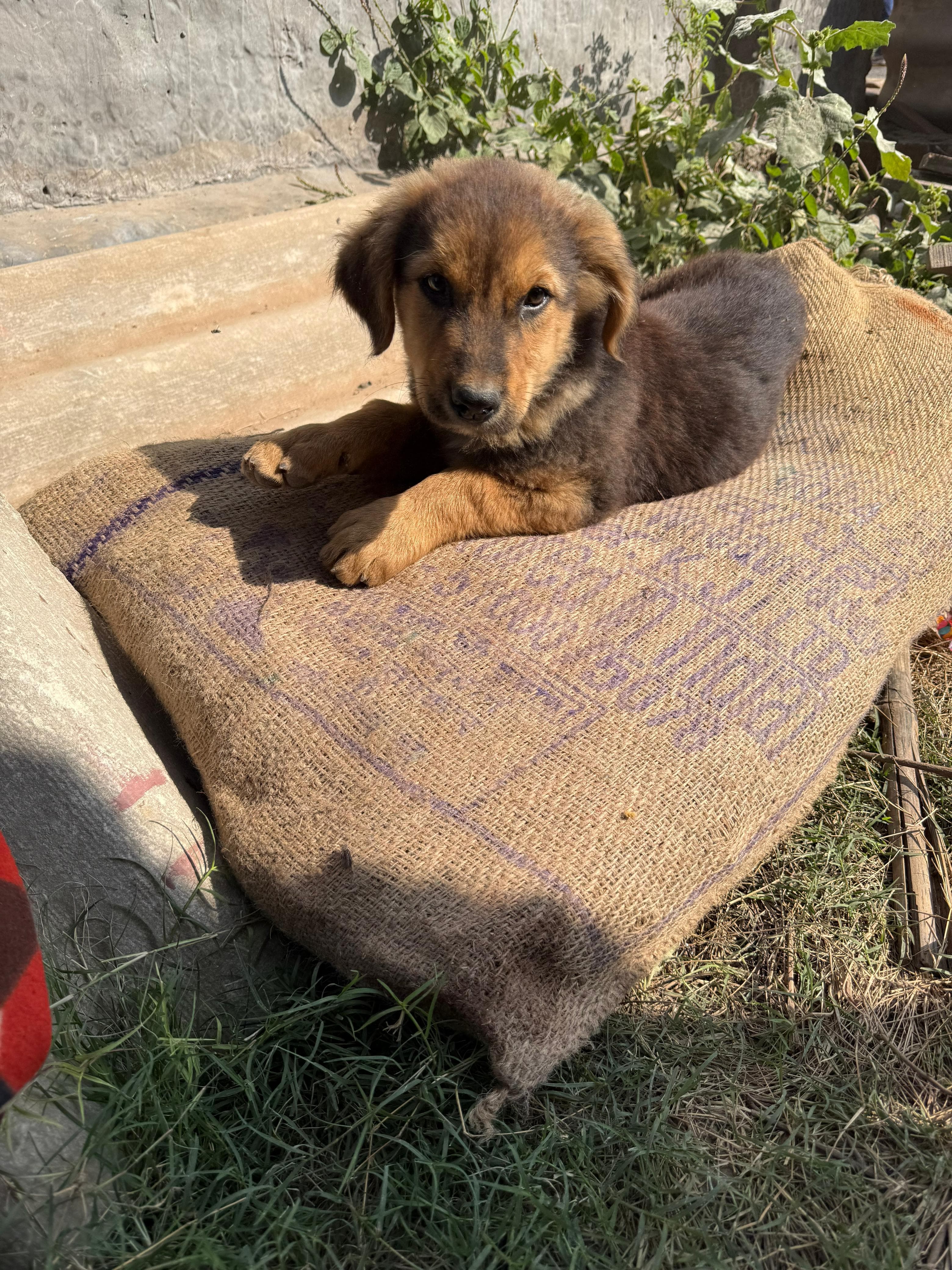 Dogs resting on bori beds provided by The Bhau Project