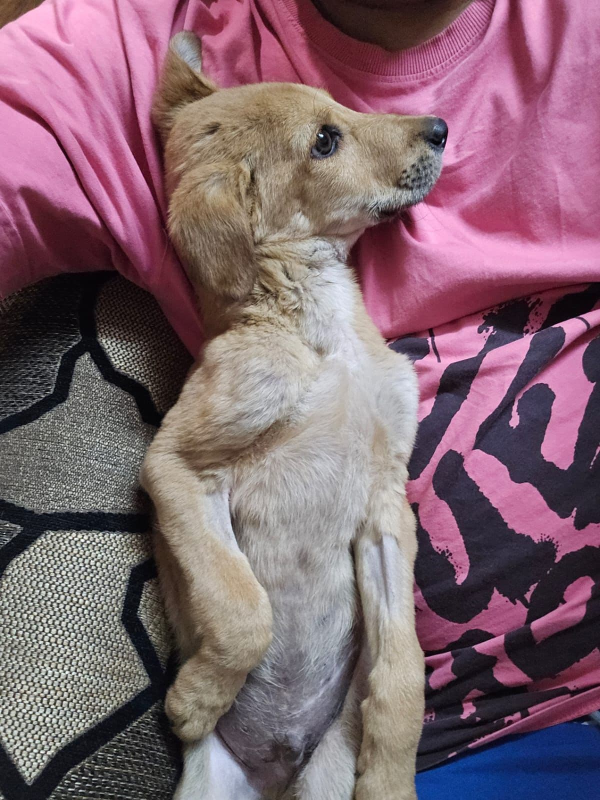 Pari — rescued after a car accident, now fully healed