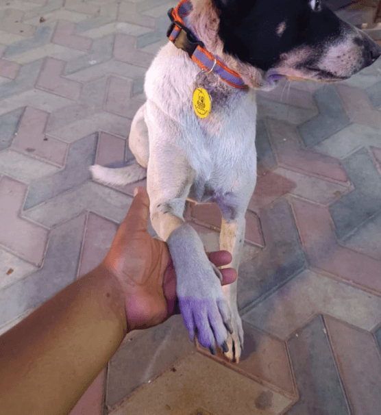 Hand holding a rescued dog paw