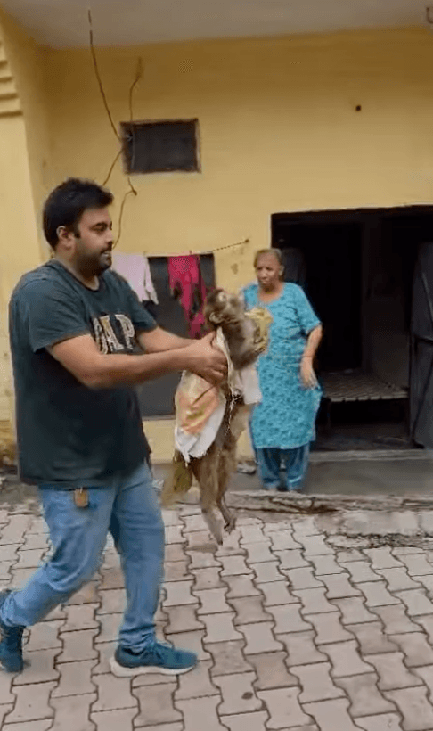 Person carrying a rescued monkey